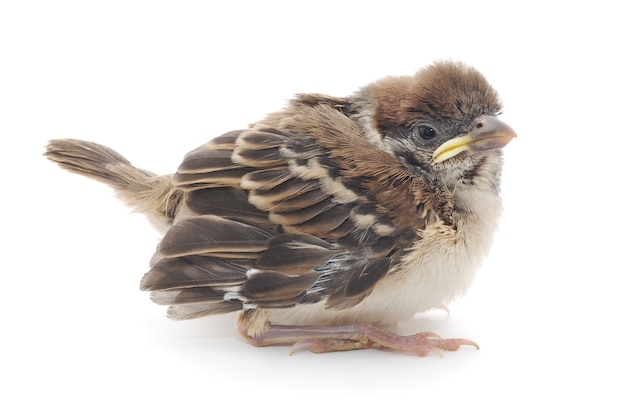 Cute Baby House Sparrow isolated on white background