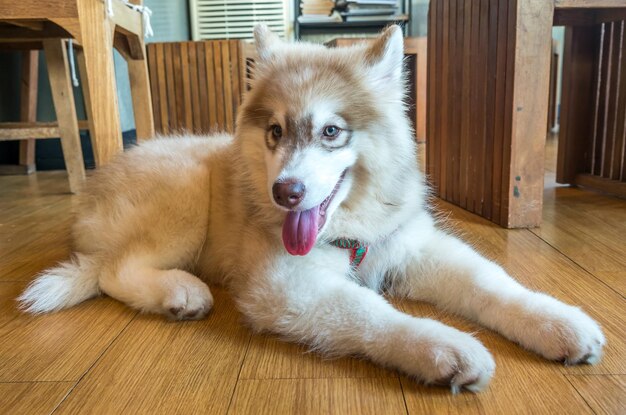 Carino cucciolo di cane husky giaceva sul pavimento