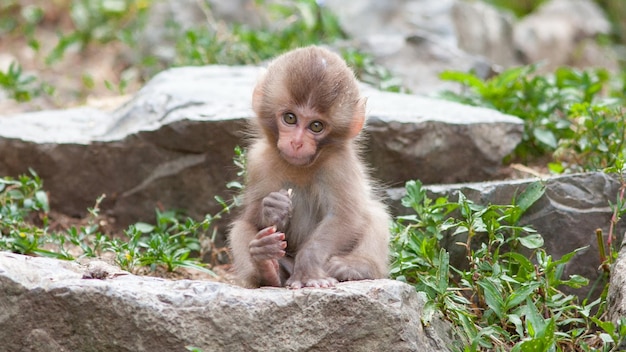 Un simpatico cucciolo di scimmia si siede su una pietra