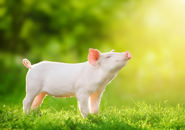 Cute baby pig relaxing and enjoying life and smiles illuminated\
by the sun