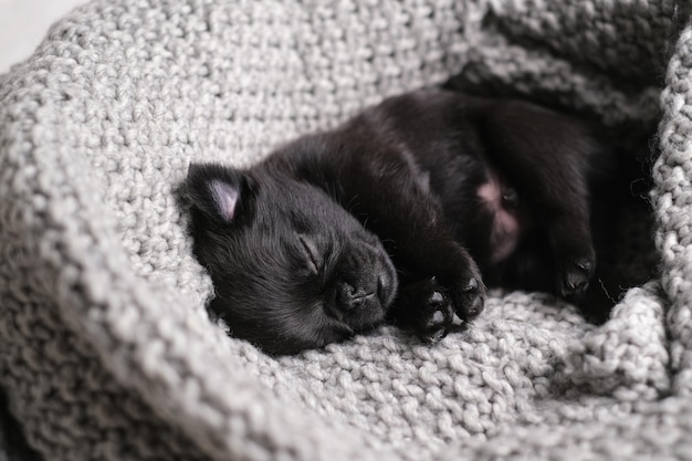 귀여운 아기 강아지가 자고 있습니다. 재미있는 얼굴을 가진 퍼그 또는 브라반슨 개