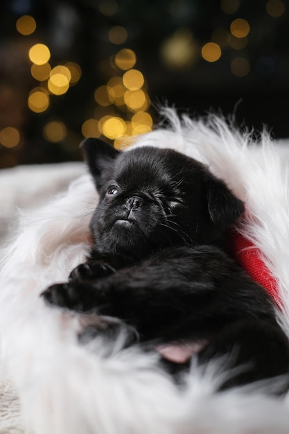 Cute baby puppy sleeping. Pug or brabanson dog with funny face