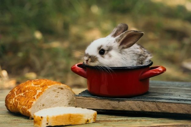 Simpatico coniglio in vaso rosso tra il cibo