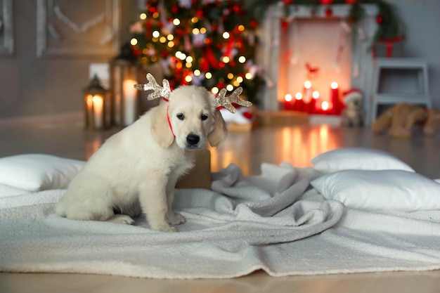 Bambino carino con un labrador dorato bianco sullo sfondo delle decorazioni natalizie.