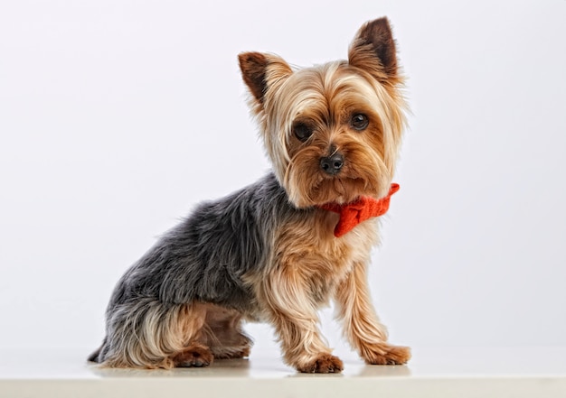 Cute baby yorkshire terrier (purebred dog)