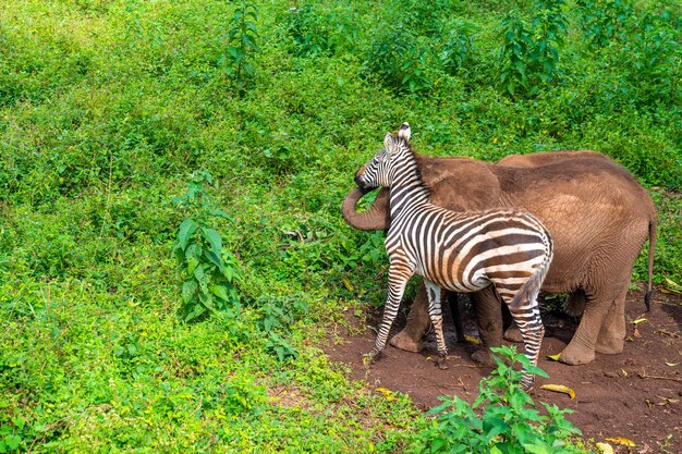 Cute baby zebra ed elefante che giocano insieme. tanzania, africa.