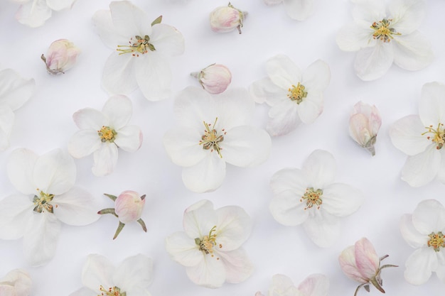 りんごの木の繊細な繊細な花のかわいい背景