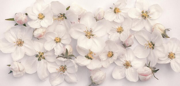 Foto sfondo carino di delicati fiori delicati di melo