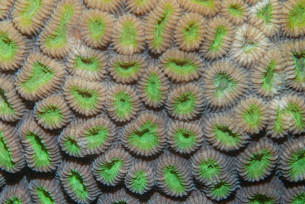 Cute background of a hard coral