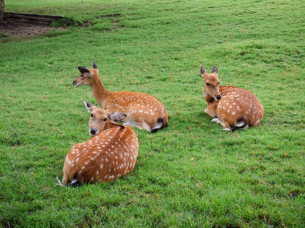 かわいいバンビまたはニホンジカは、新鮮な緑の芝生の上に座って頭を振り返り、フレンドリーに見えます。明るい茶色の鹿に白い斑点があり、自然界の動物です。