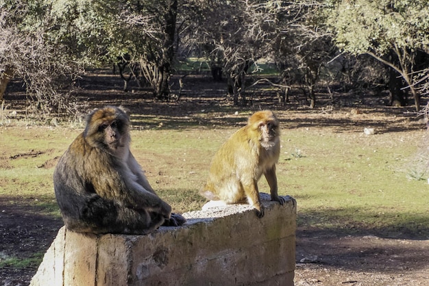 Photo cute barbary macaque ape monkey , ifrane national park, morocco.