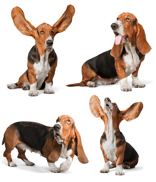 Cute Basset Hound dog looking up