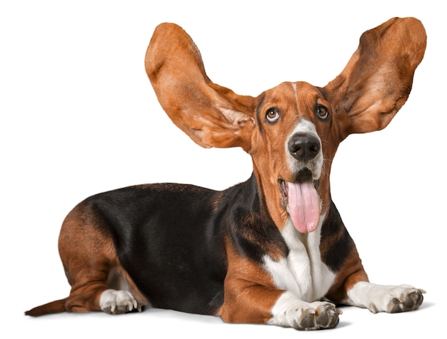 Cute Basset Hound dog on white background