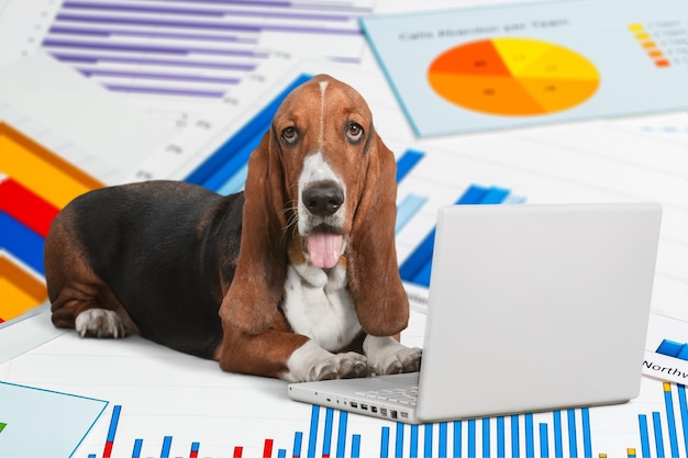 Cute Basset Hound dog with laptop