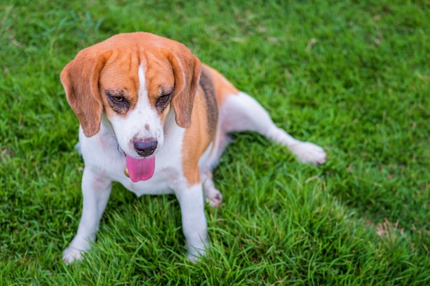 Cute beagle dog lying on green grass