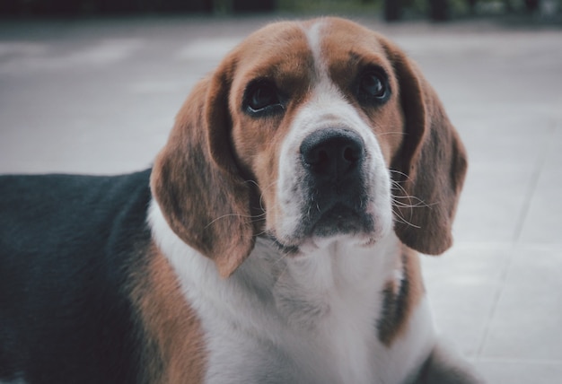 晴れた日に公園で野外で遊んでいるかわいいビーグル犬が飼い主からの命令を待っています