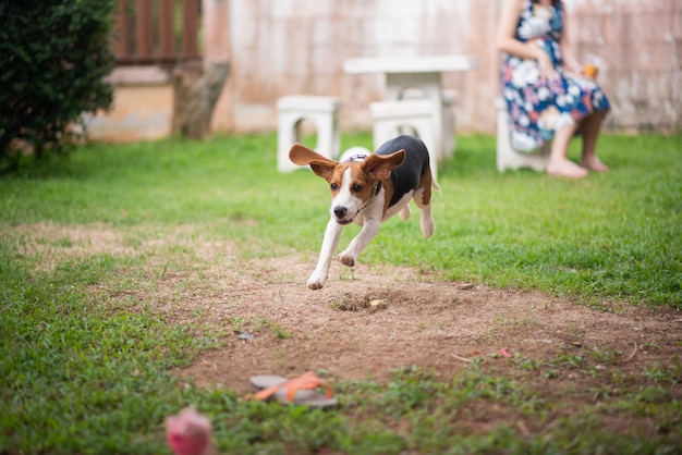 家で走っているかわいいビーグル犬