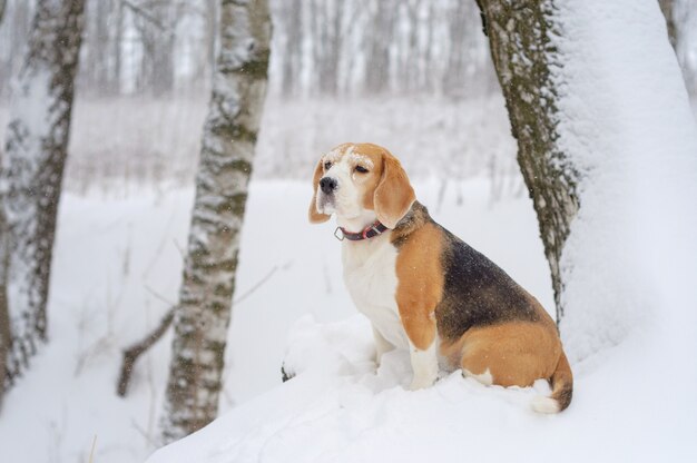 Милая собака породы бигль на прогулке в парке зимой