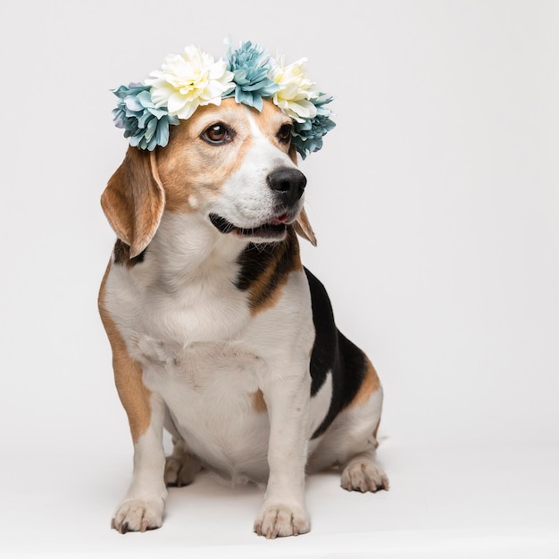 白い背景に花の花輪を持つかわいいビーグル犬。犬の春の肖像画。