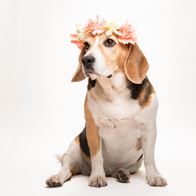 白い背景に花の花輪を持つかわいいビーグル犬。犬の春の肖像画。