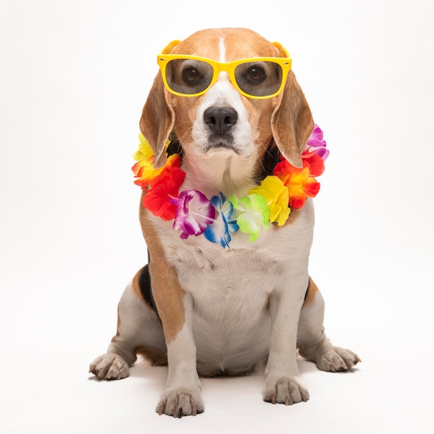 Cute beagle dog with sunglasses and flower collar on white background. Spring portrait of a dog.