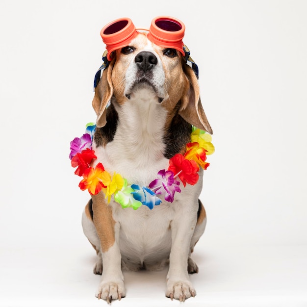 Cute beagle dog with sunglasses and flower collar on white background. Spring portrait of a dog.