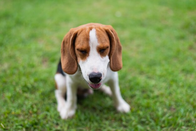 Cute beagle on the floor