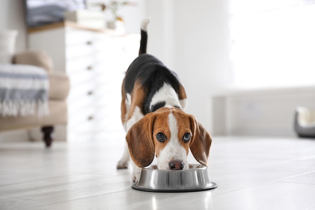 Cute Beagle puppy eating at home Adorable pet