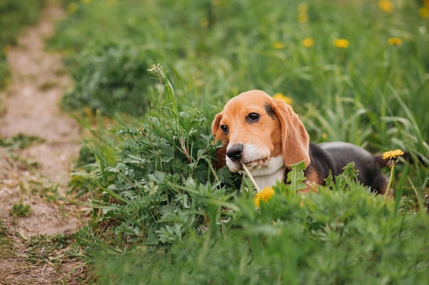 Cute beagle puppy lying in green grass with dandelions in summer