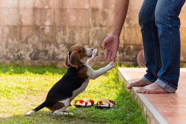 Cute beagle puppy playing with owner