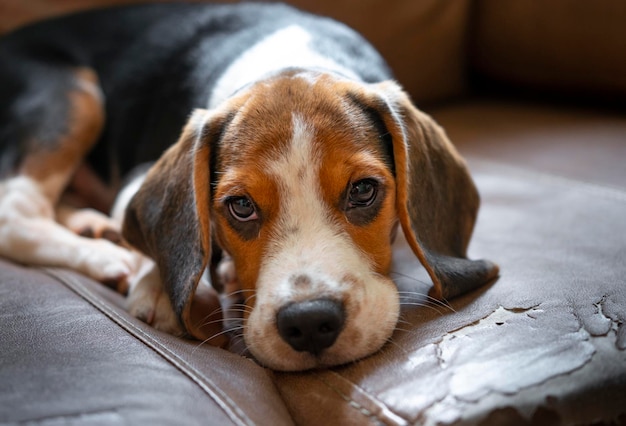 ソファの上のかわいいビーグル犬の子犬。