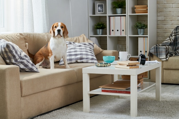 Cute Beagle sitting on a sofa