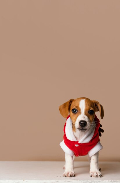 Cute beagle wearing red costume