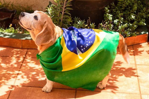 Cute Beagle With Yellow Glasses and Flag Cheering for Brazil to be the Champion