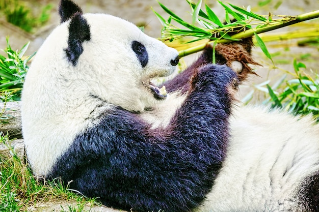 귀여운 곰 팬더는 녹색 대나무 새싹을 적극적으로 씹습니다.