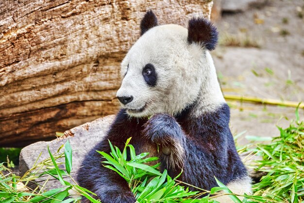 Милый медведь панда активно жует зеленый росток бамбука.