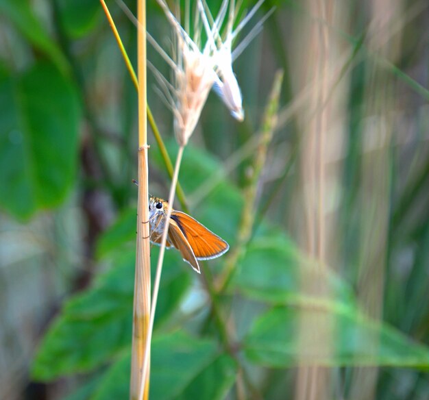 잔디의 잔가지에 있는 귀여운 아름다운 나비 시골 팻헤드 또는 황토색 청동파리 또는 서부 숲 팻헤드 또는 숲 팻헤드는 Cerambycidae 가족의 나비입니다