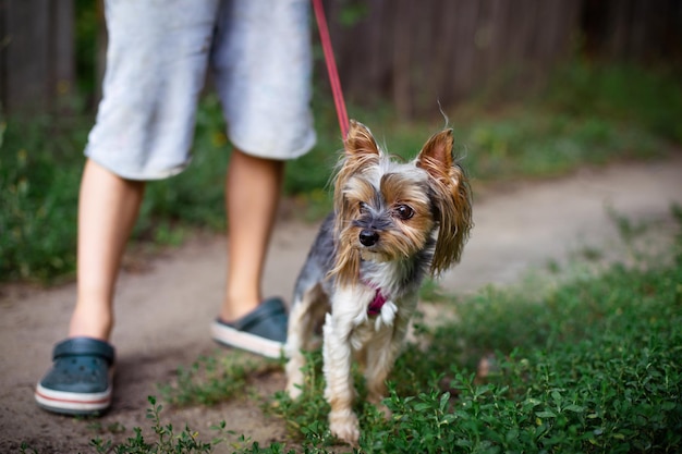 子供と一緒に公園を散歩しているかわいい美しい犬のヨークシャーテリア。子供と動物のケアの概念。