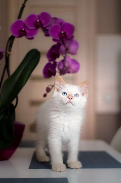 A cute beautiful domestic kitten with orchid flower The cat smells the plant Cute photo of a pet i