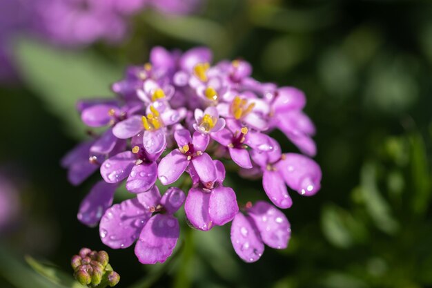 Cute beautiful flowers in the garden close-up. Trending nature green and vibrant petals.