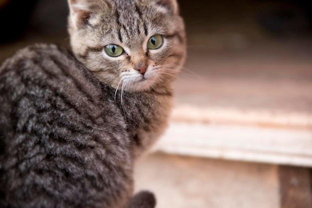 かわいい美しい子猫