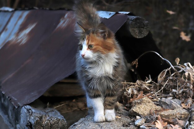 かわいくて美しい通りの猫