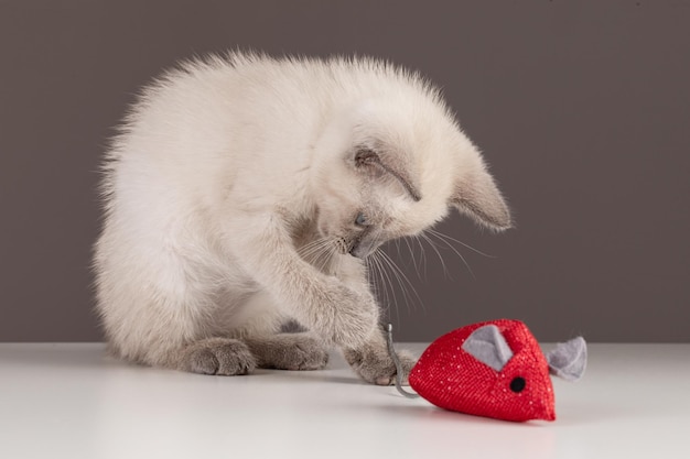 Cute beige kitten with a red fabric mouse