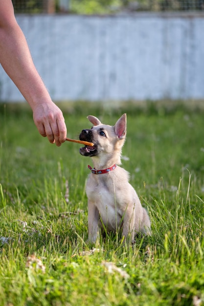 큰 귀를 가진 귀여운 베이지 색 강아지가 음식에 도달합니다.