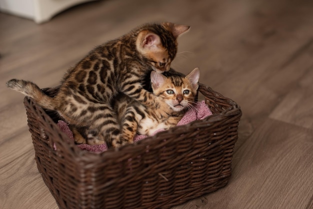 Photo a cute bengal cat sits in a wicker brown basket and looks at the camera with huge eyes pre domest