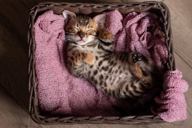 Photo cute bengal kitten sleeps in a wicker basket on its back with its paws up