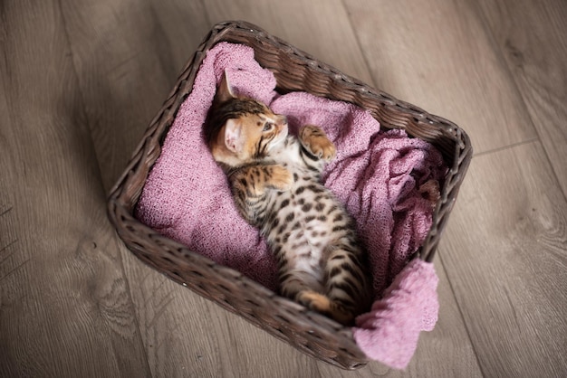 Cute Bengal kitten sleeps in a wicker basket on its back with its paws up