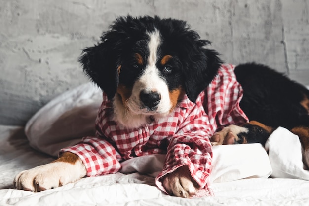 Cute Bernese Mountain Dog with red shirt on blanket