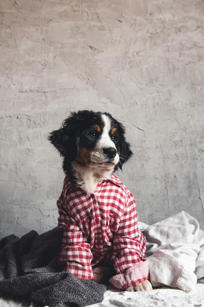 Симпатичная бернская горная собака с красной рубашкой на одеяле