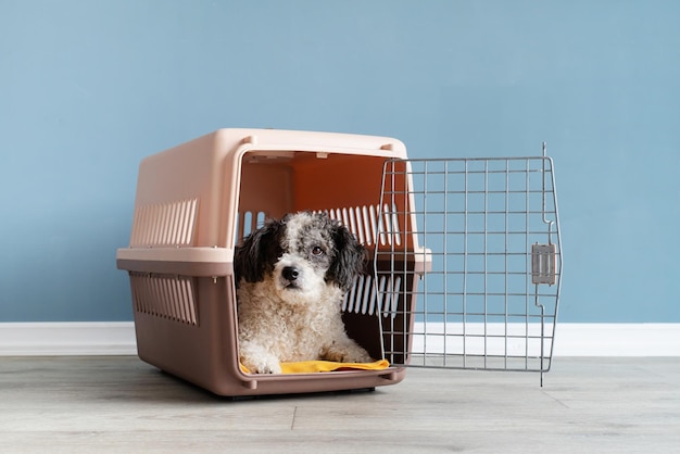 Cute bichon frise dog lying in travel pet carrier blue wall background